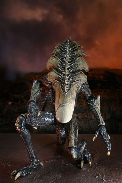 x_neca51717_t.jpg