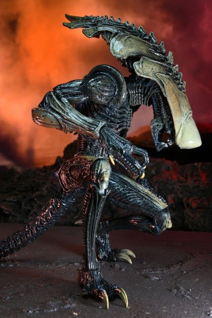 x_neca51717_m.jpg