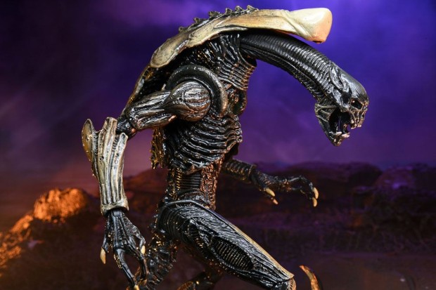 x_neca51717_p.jpg