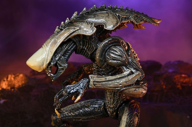 x_neca51717_q.jpg