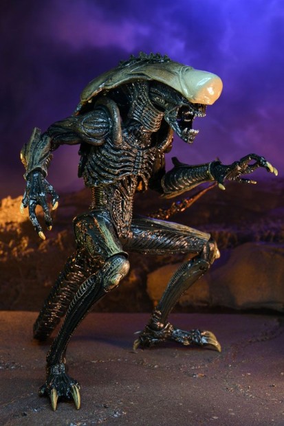 x_neca51717_s.jpg