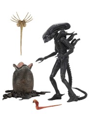 x_neca51646.jpg