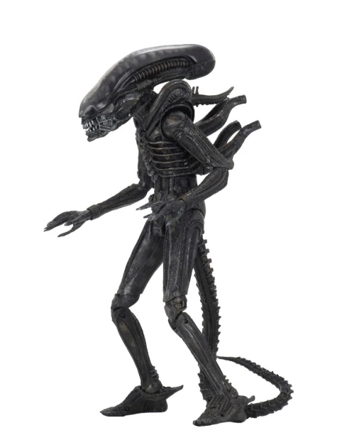 x_neca51646_a.jpg
