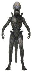 x_neca51766-01.jpg