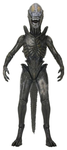 x_neca51766-01.jpg